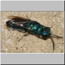 Trichrysis cyanea - Goldwespe 02c 7mm.jpg